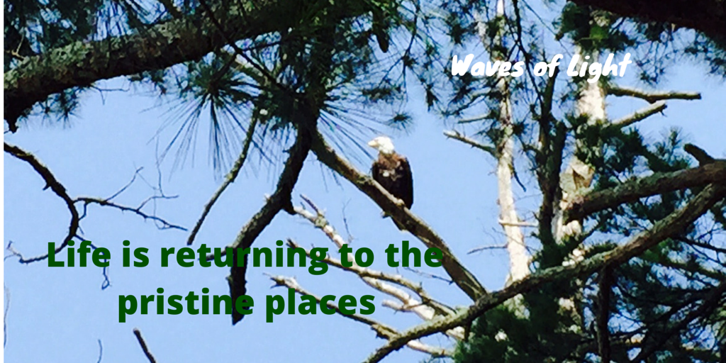 Tw Eagle