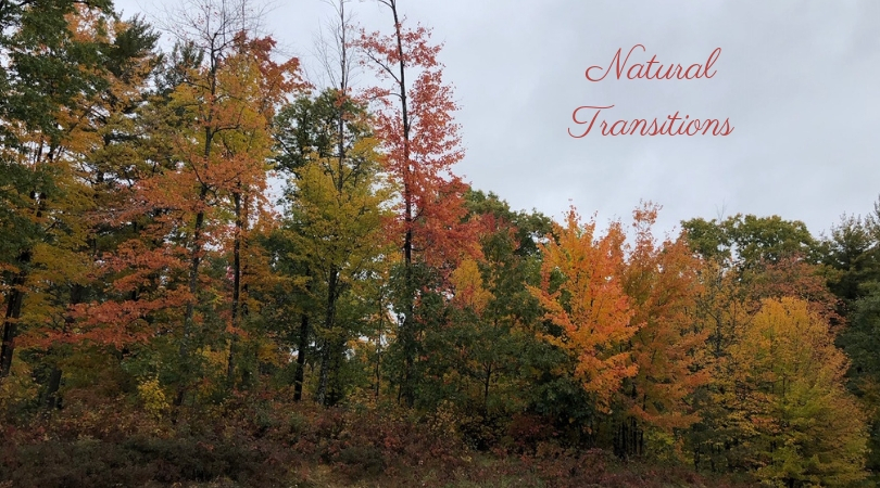 Autumn leaves symbolizing life's transitions