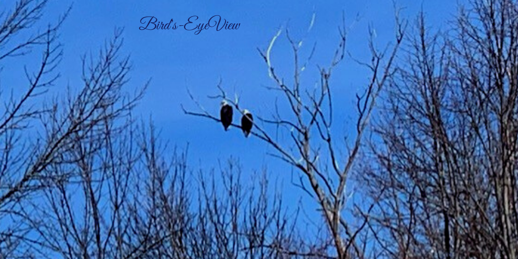 Two Eagles sitting in a tree