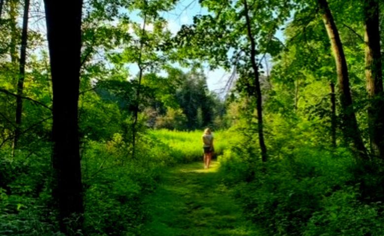 Pen walking down a forest path with emerald colored foliage all around her.