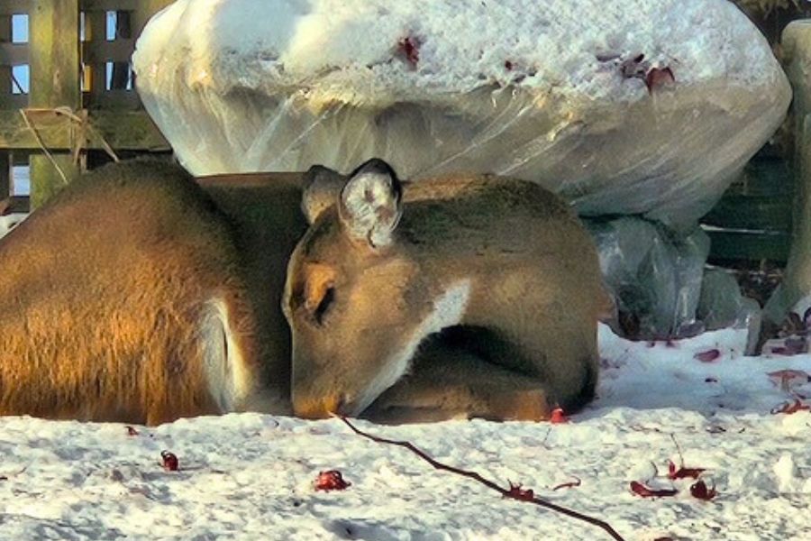 A deer asleep in the snow